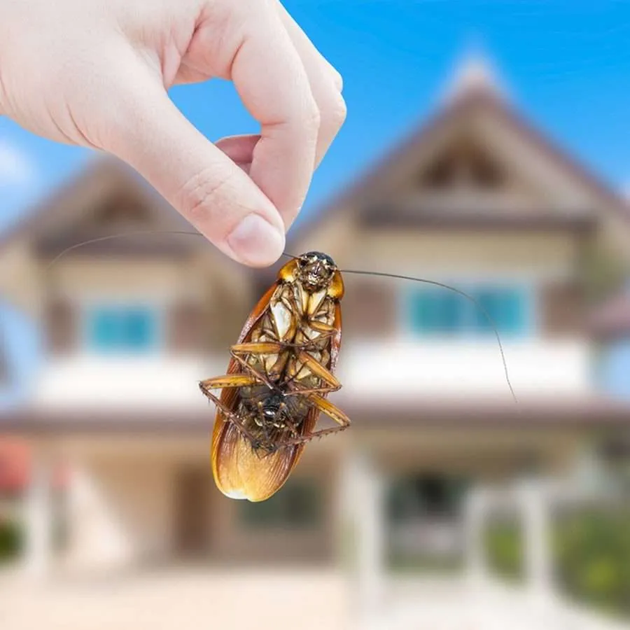 Your Entire Guide to Roach Exterminators: How to Get Rid of Roaches
